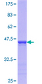 PTBP2 Protein - 12.5% SDS-PAGE Stained with Coomassie Blue.