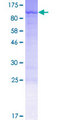 PTCD3 Protein - 12.5% SDS-PAGE of human PTCD3 stained with Coomassie Blue