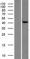 PTER Protein - Western validation with an anti-DDK antibody * L: Control HEK293 lysate R: Over-expression lysate