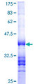 PTGER4 / EP4 Protein - 12.5% SDS-PAGE Stained with Coomassie Blue.
