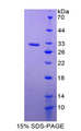 PTGS1 / COX-1 Protein - Recombinant Prostaglandin Endoperoxide Synthase 1 By SDS-PAGE