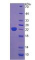 PTHR / PTHR1 Protein - Recombinant Parathyroid Hormone Receptor 1 By SDS-PAGE