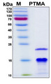 PTMA / Prothymosin Alpha Protein - SDS-PAGE under reducing conditions and visualized by Coomassie blue staining
