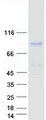 PTPDC1 Protein - Purified recombinant protein PTPDC1 was analyzed by SDS-PAGE gel and Coomassie Blue Staining