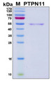 PTPN11 / SHP-2 / NS1 Protein - SDS-PAGE under reducing conditions and visualized by Coomassie blue staining