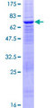 PTPN18 Protein - 12.5% SDS-PAGE of human PTPN18 stained with Coomassie Blue