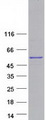 PTPN18 Protein - Purified recombinant protein PTPN18 was analyzed by SDS-PAGE gel and Coomassie Blue Staining