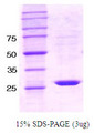 PTPN6 / SHP1 Protein
