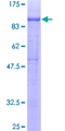 PTPRO Protein - 12.5% SDS-PAGE of human PTPRO stained with Coomassie Blue