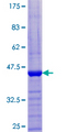 PTS Protein - 12.5% SDS-PAGE of human PTS stained with Coomassie Blue