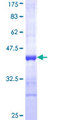 PTS Protein - 12.5% SDS-PAGE Stained with Coomassie Blue