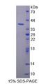 PURA / Pur-Alpha Protein - Recombinant Purine Rich Element Binding Protein A By SDS-PAGE