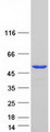 PUS1 Protein - Purified recombinant protein PUS1 was analyzed by SDS-PAGE gel and Coomassie Blue Staining