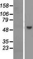 PUS10 Protein - Western validation with an anti-DDK antibody * L: Control HEK293 lysate R: Over-expression lysate