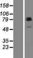 PUS7L Protein - Western validation with an anti-DDK antibody * L: Control HEK293 lysate R: Over-expression lysate