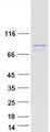 PUS7L Protein - Purified recombinant protein PUS7L was analyzed by SDS-PAGE gel and Coomassie Blue Staining