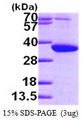 PYCR1 Protein