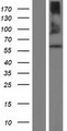 QRSL1 / GatA Protein - Western validation with an anti-DDK antibody * L: Control HEK293 lysate R: Over-expression lysate