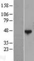 QTRTD1 Protein - Western validation with an anti-DDK antibody * L: Control HEK293 lysate R: Over-expression lysate