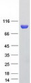 R1 / RRM1 Protein - Purified recombinant protein RRM1 was analyzed by SDS-PAGE gel and Coomassie Blue Staining