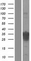 R3HCC1 Protein - Western validation with an anti-DDK antibody * L: Control HEK293 lysate R: Over-expression lysate
