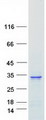 RAB26 Protein - Purified recombinant protein RAB26 was analyzed by SDS-PAGE gel and Coomassie Blue Staining