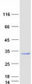 RAB3C Protein - Purified recombinant protein RAB3C was analyzed by SDS-PAGE gel and Coomassie Blue Staining