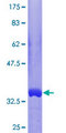 RAB42 Protein - 12.5% SDS-PAGE of human RAB42 stained with Coomassie Blue
