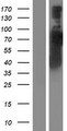 RABEP1 / Rabaptin-5 Protein - Western validation with an anti-DDK antibody * L: Control HEK293 lysate R: Over-expression lysate