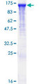 RABGAP1 Protein - 12.5% SDS-PAGE of human RABGAP1 stained with Coomassie Blue