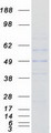 RABGGTA Protein - Purified recombinant protein RABGGTA was analyzed by SDS-PAGE gel and Coomassie Blue Staining