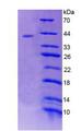 RAD51 / RECA Protein - Recombinant  RAD51 Homolog By SDS-PAGE