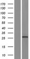 RAET1L Protein - Western validation with an anti-DDK antibody * L: Control HEK293 lysate R: Over-expression lysate
