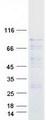 RAF1 / RAF Protein - Purified recombinant protein RAF1 was analyzed by SDS-PAGE gel and Coomassie Blue Staining