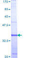 RAMP1 Protein - 12.5% SDS-PAGE Stained with Coomassie Blue.