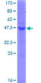 RAMP2 Protein - 12.5% SDS-PAGE of human RAMP2 stained with Coomassie Blue