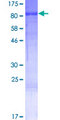 RANBP10 Protein - 12.5% SDS-PAGE of human RANBP10 stained with Coomassie Blue