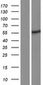 RANBP3L Protein - Western validation with an anti-DDK antibody * L: Control HEK293 lysate R: Over-expression lysate