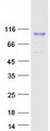 RANBPM Protein - Purified recombinant protein RANBP9 was analyzed by SDS-PAGE gel and Coomassie Blue Staining