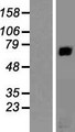 RAP1GAP Protein - Western validation with an anti-DDK antibody * L: Control HEK293 lysate R: Over-expression lysate