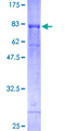 RAPGEF5 / GFR Protein - 12.5% SDS-PAGE of human RAPGEF5 stained with Coomassie Blue