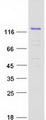 RASGRF1 / CDC25 Protein - Purified recombinant protein RASGRF1 was analyzed by SDS-PAGE gel and Coomassie Blue Staining