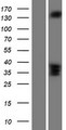 RASGRF2 / RAS-GRF2 Protein - Western validation with an anti-DDK antibody * L: Control HEK293 lysate R: Over-expression lysate