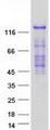 RASGRF2 / RAS-GRF2 Protein - Purified recombinant protein RASGRF2 was analyzed by SDS-PAGE gel and Coomassie Blue Staining