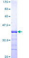 RBAK Protein - 12.5% SDS-PAGE Stained with Coomassie Blue.