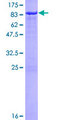 RBBP5 Protein - 12.5% SDS-PAGE of human RBBP5 stained with Coomassie Blue