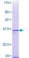 RBBP5 Protein - 12.5% SDS-PAGE Stained with Coomassie Blue.