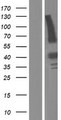 RBFA Protein - Western validation with an anti-DDK antibody * L: Control HEK293 lysate R: Over-expression lysate