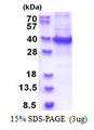RBM11 Protein