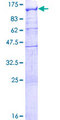 RBM12 Protein - 12.5% SDS-PAGE of human RBM12 stained with Coomassie Blue